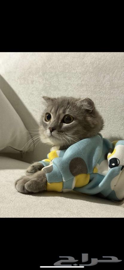 قطوة نوع سكوتش للبيع64448235446787111