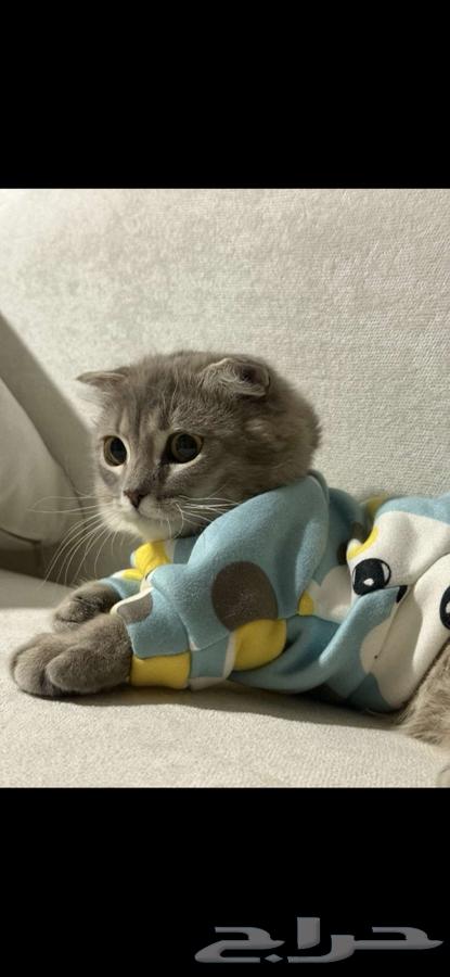 قطوة نوع سكوتش للبيع64448235446787110