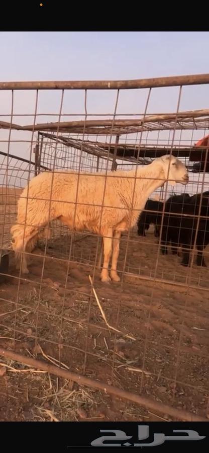 للبيع خروف صنف حري64444043592449110