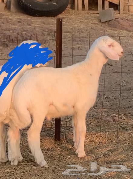 هريد حري صنف64449074374657111