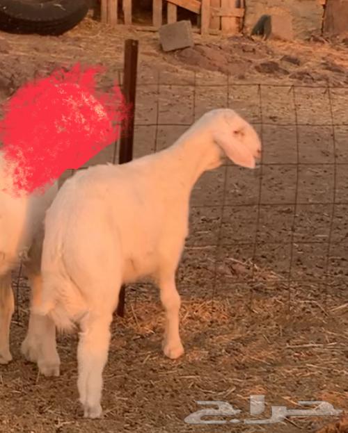 هريد حري صنف64449074374657110