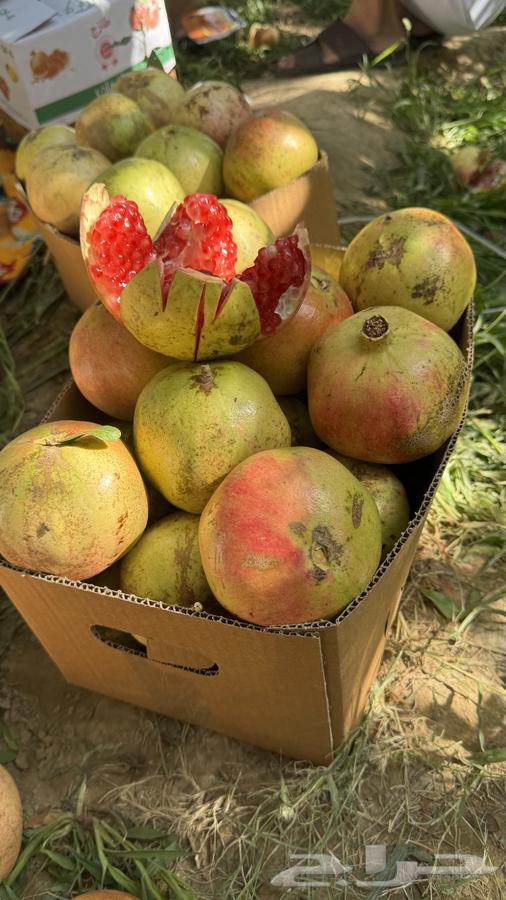 رمان بيده الباحه64447745554434110