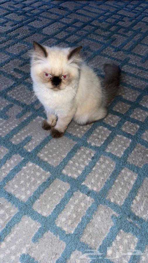 للبيع بسة الهملايا ( انثى ) العمر 3 شهور64448739992579111