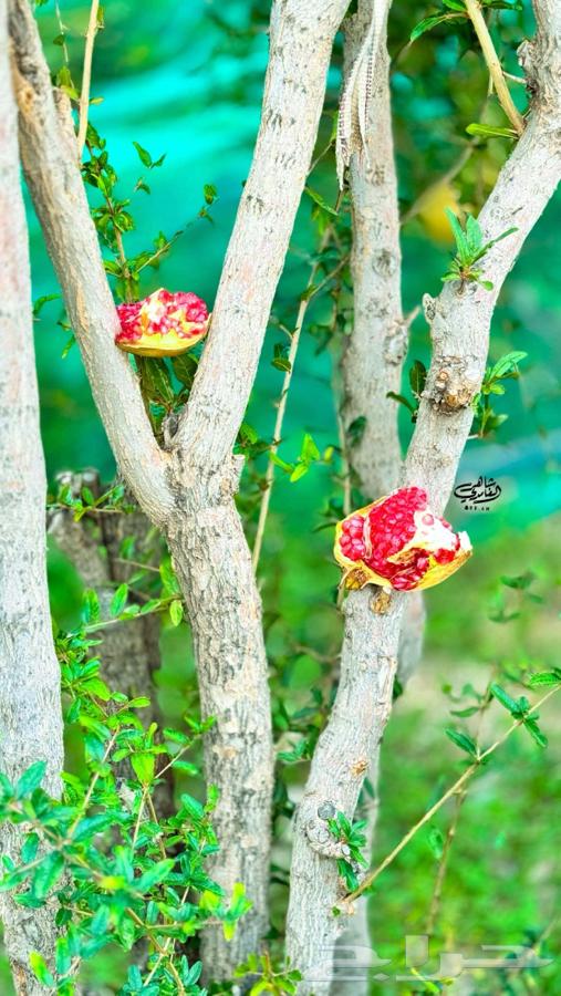 رمان بيده الباحه64447745554434112