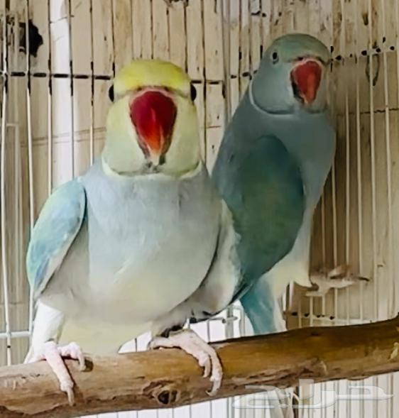 للبيع زوج دره بلو تركواز كلير تيل يلو هيد فاخر من الاخر64442979640066110