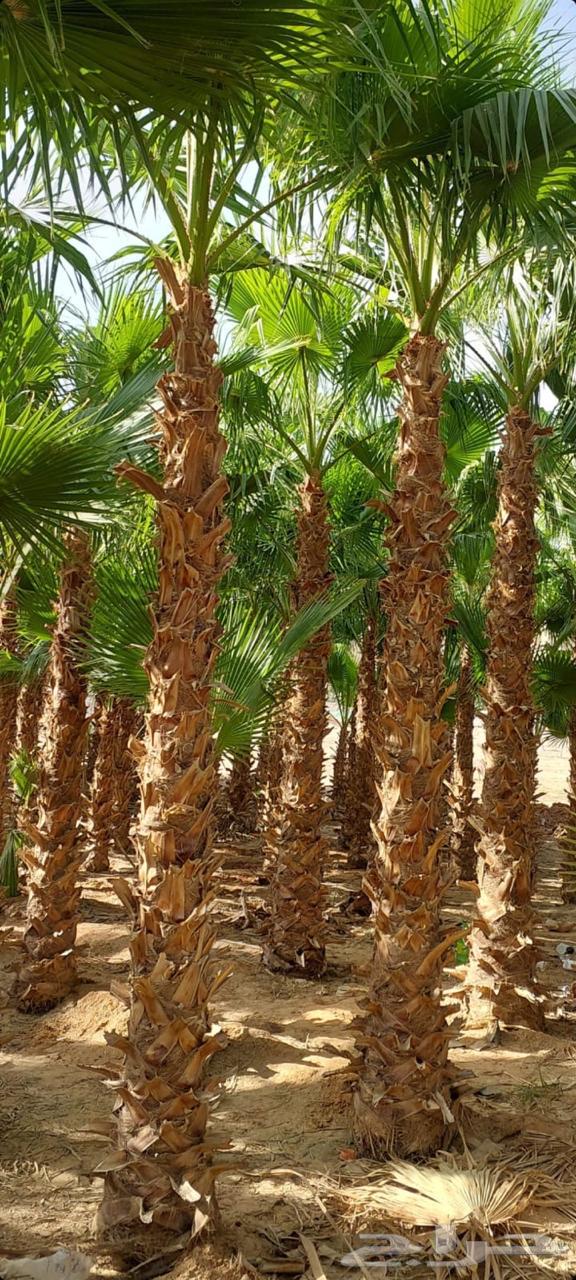 نخل واشنطوني64445119738241112