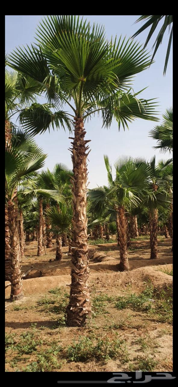 نخل واشنطوني64445119738241111