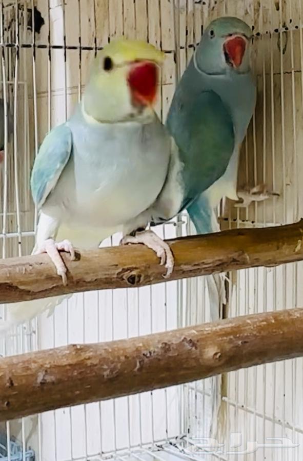 للبيع زوج دره بلو تركواز كلير تيل يلو هيد فاخر من الاخر64442979640066111