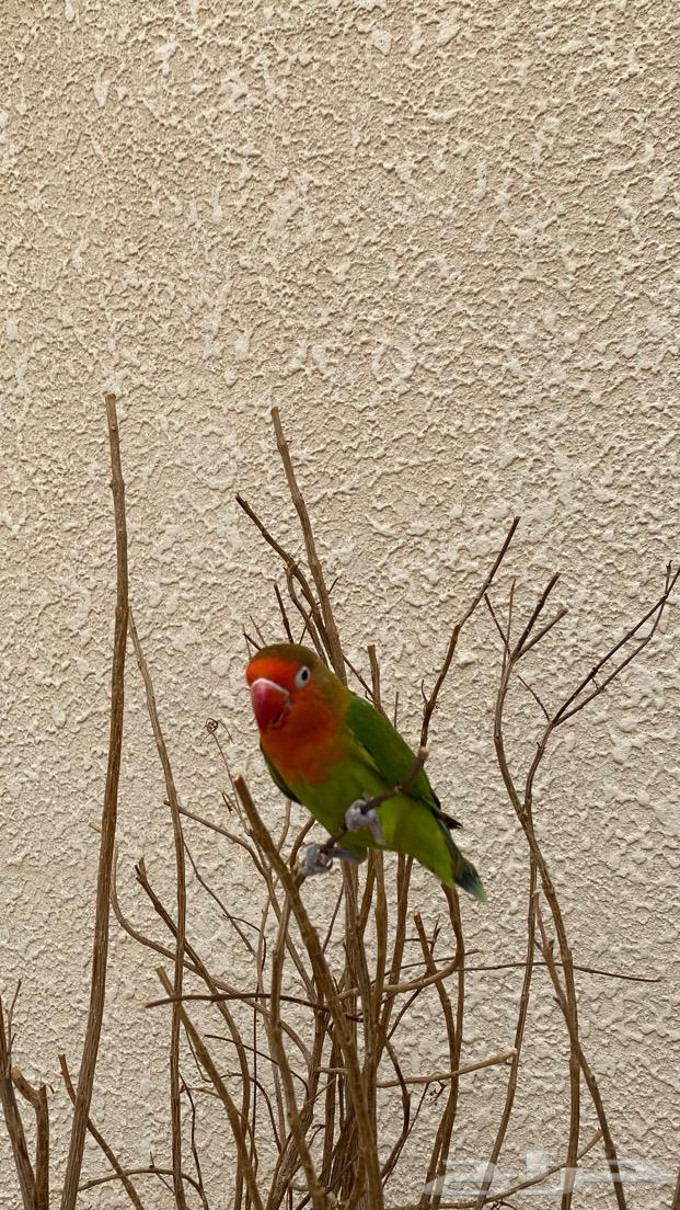 حيوان الليف   يجي مع القفص حقه   السعر 30064445025163138111