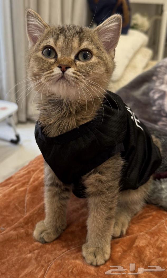 ذكر سكوتش للبيع الرياض بسعر 400 ريال64444218102275110