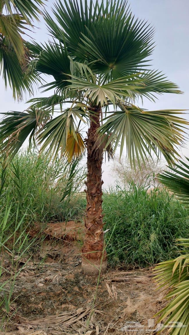 نخل واشنطوني64445119738241110