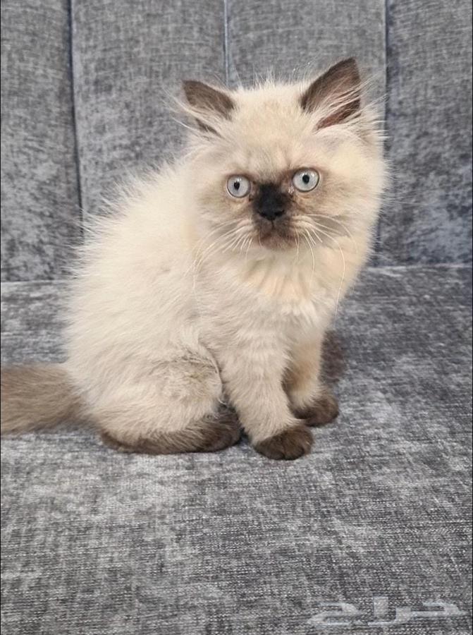 للبيع بسة الهملايا ( انثى ) العمر 3 شهور64448739992579110