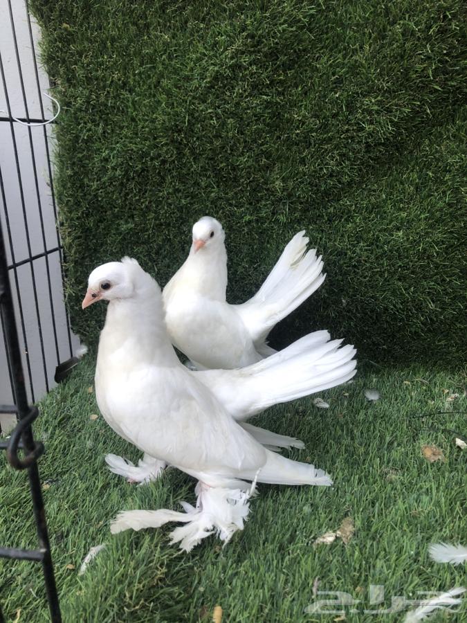 طبات كرنقو تم البيع تم البيع64433161770883111