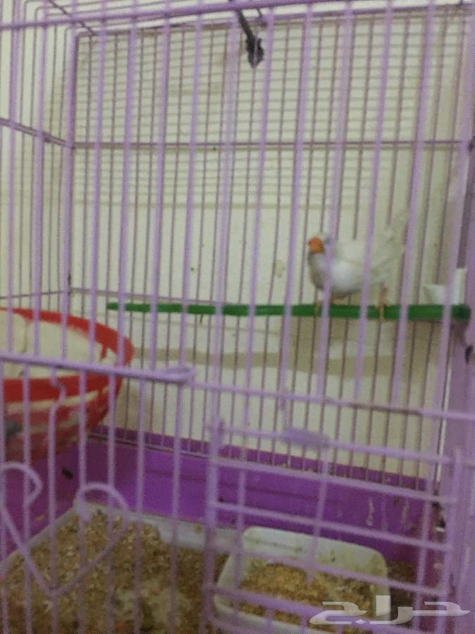 اللبيع انثى زيبرا 3564442392257281113