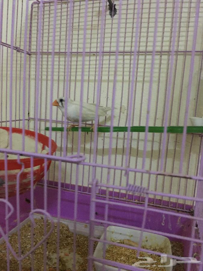 اللبيع انثى زيبرا 3564442392257281114