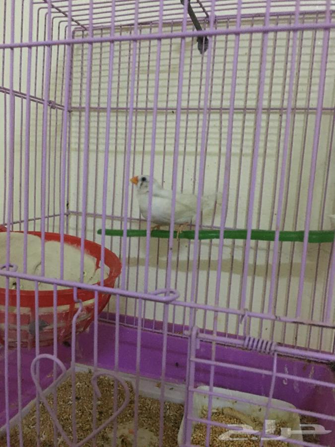 اللبيع انثى زيبرا 3564442392257281110