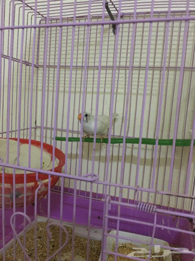 اللبيع انثى زيبرا 3564442392257281111