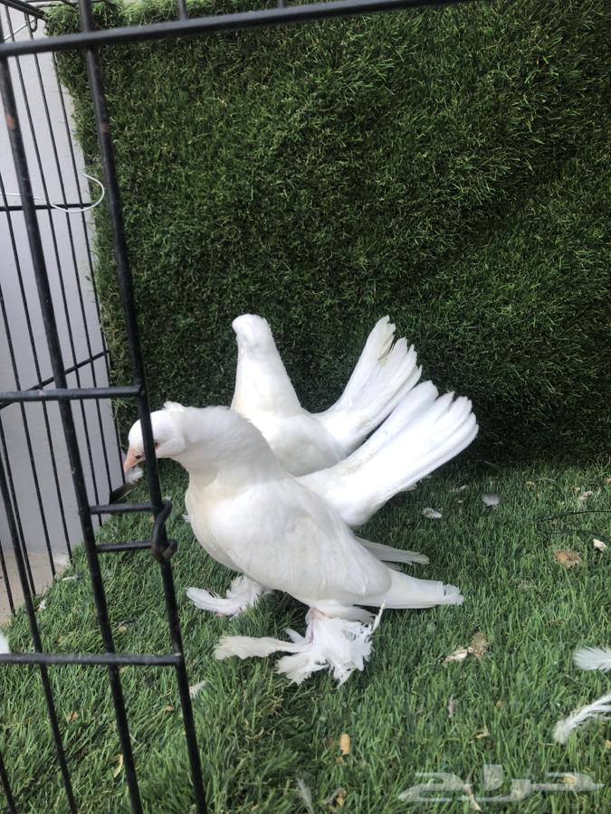 طبات كرنقو تم البيع تم البيع64433161770883110