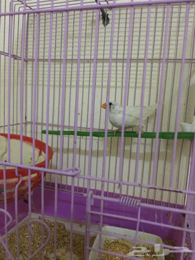 اللبيع انثى زيبرا 3564442392257281112