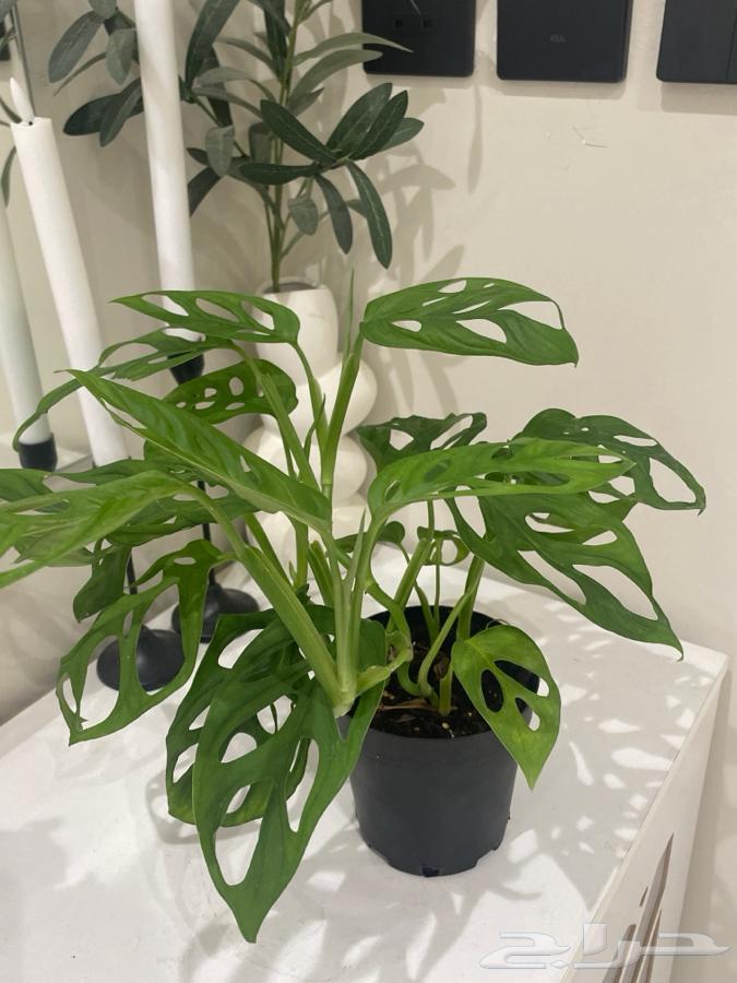 Monkey Monstera Seedling64446752860673110