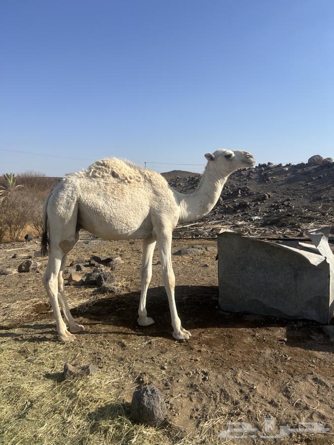 قعدان بريه و طيبه.64443466230787111