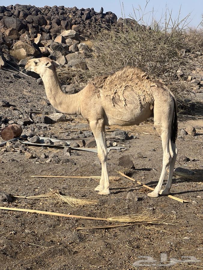 قعدان بريه و طيبه.64443466230787112