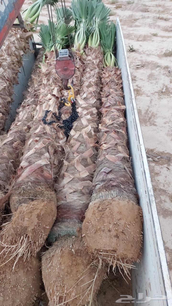 نخل واشنطوني64445119738241113