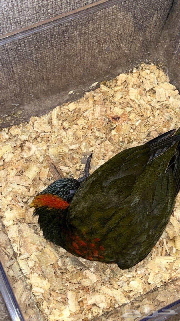 ببغاء لوري64447109286146112