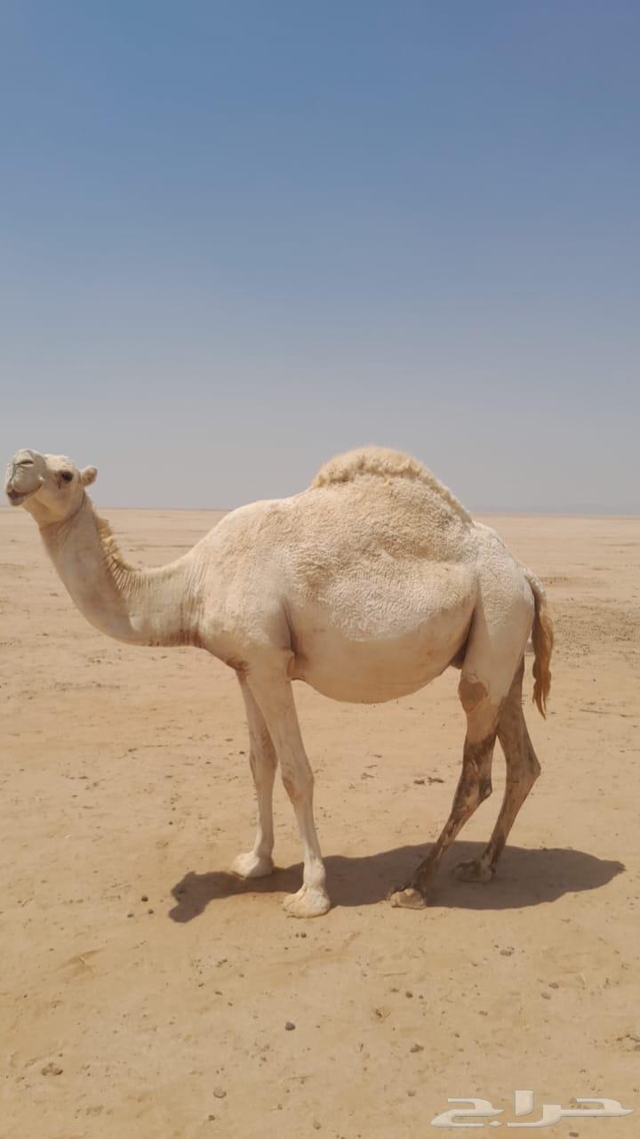 لقحة وضحاء للبيع64444917054723110