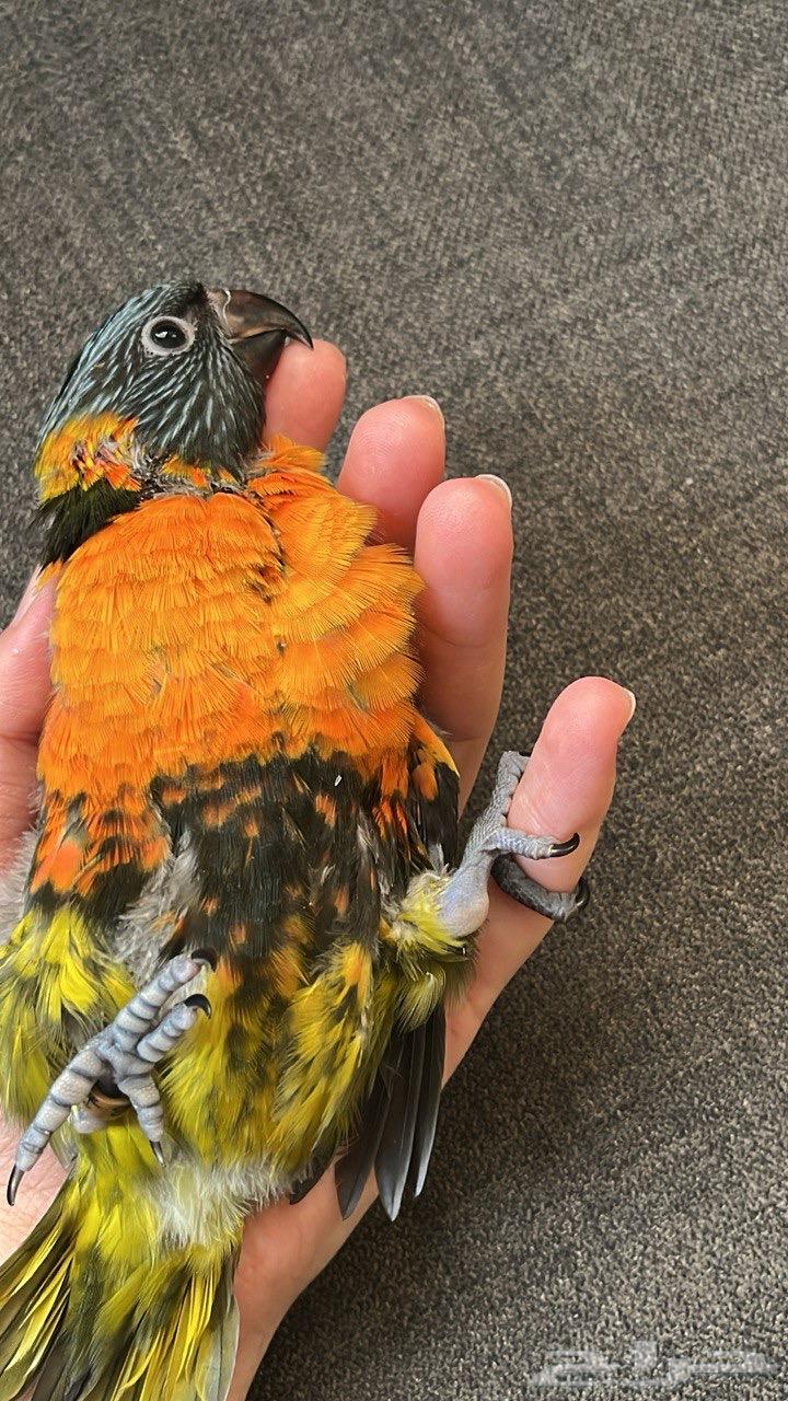 ببغاء لوري64447109286146110