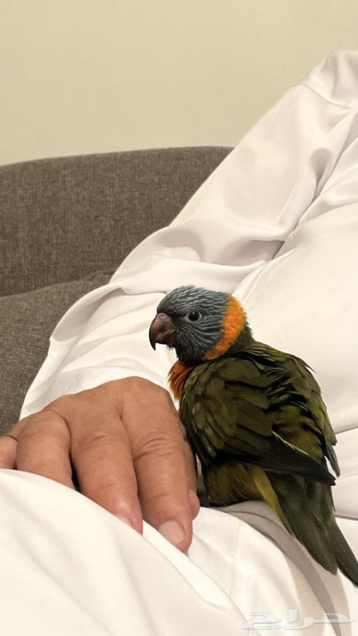 ببغاء لوري64447109286146113