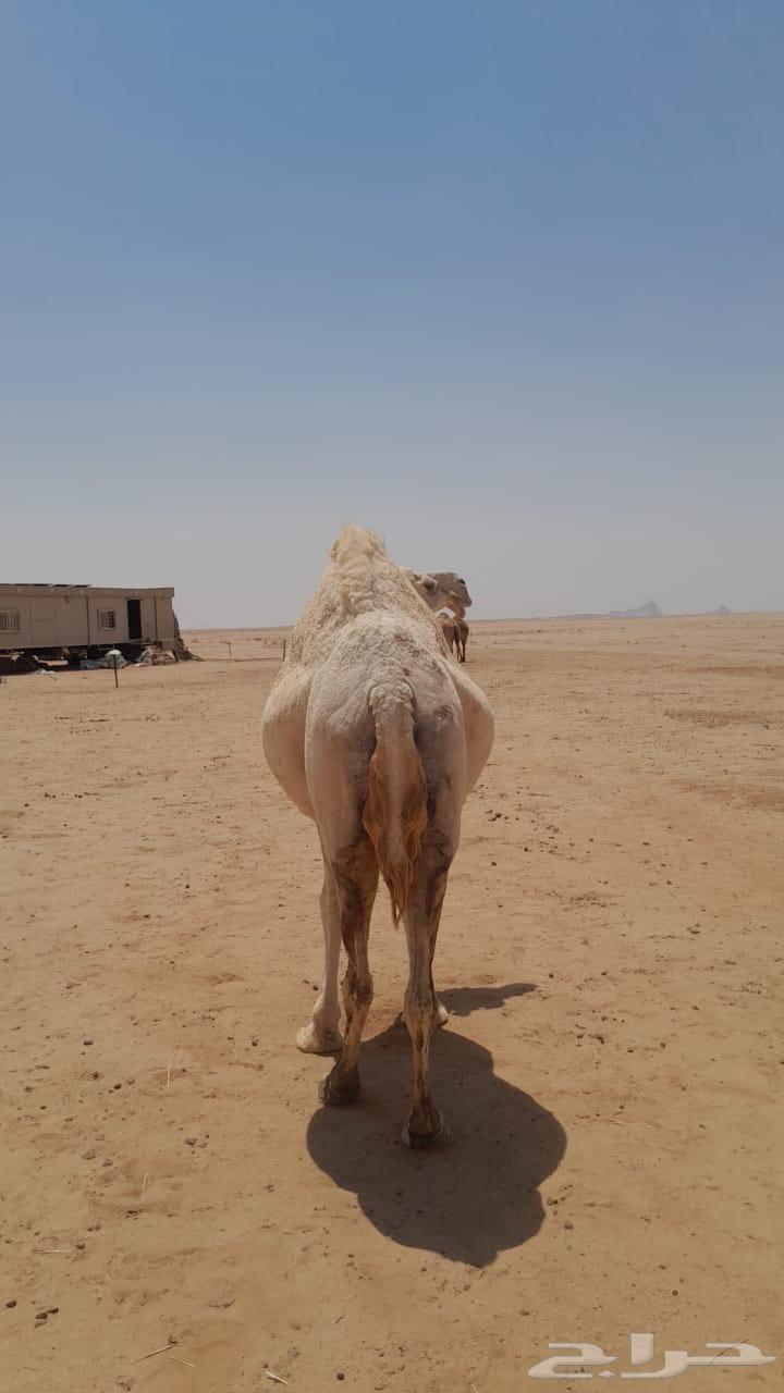 لقحة وضحاء للبيع64444917054723111