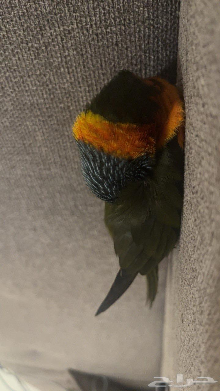 ببغاء لوري64447109286146111