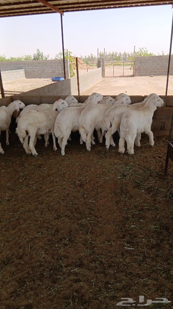 Sheep for sale64444204436355111