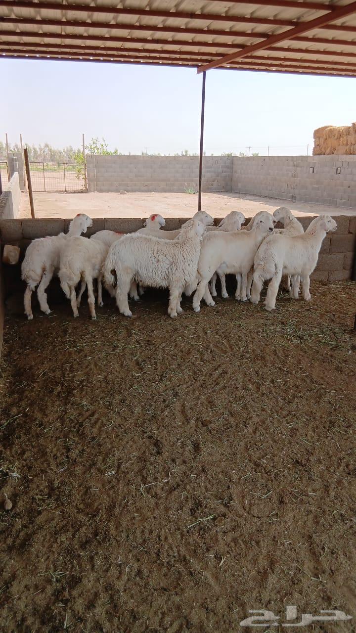 Sheep for sale64444204436355112