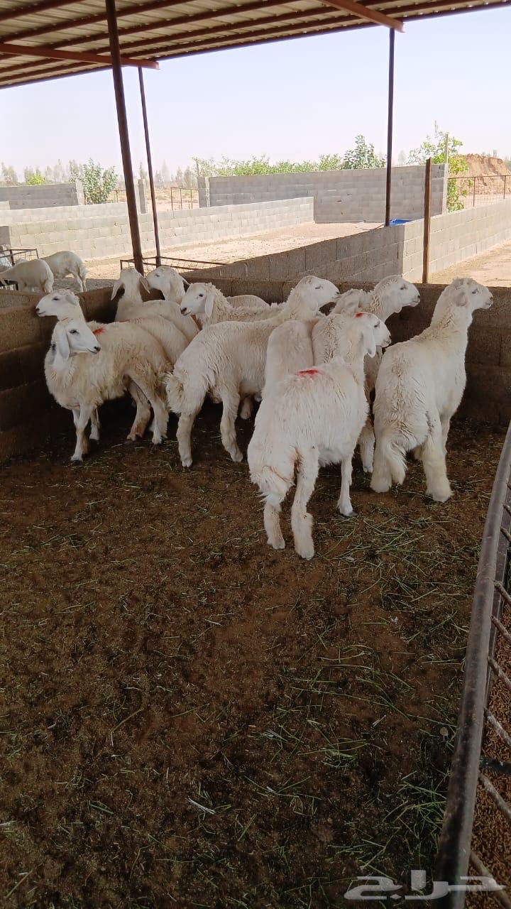 Sheep for sale64444204436355110