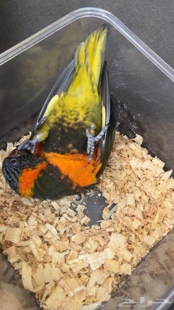 ببغاء لوري64447109286146114