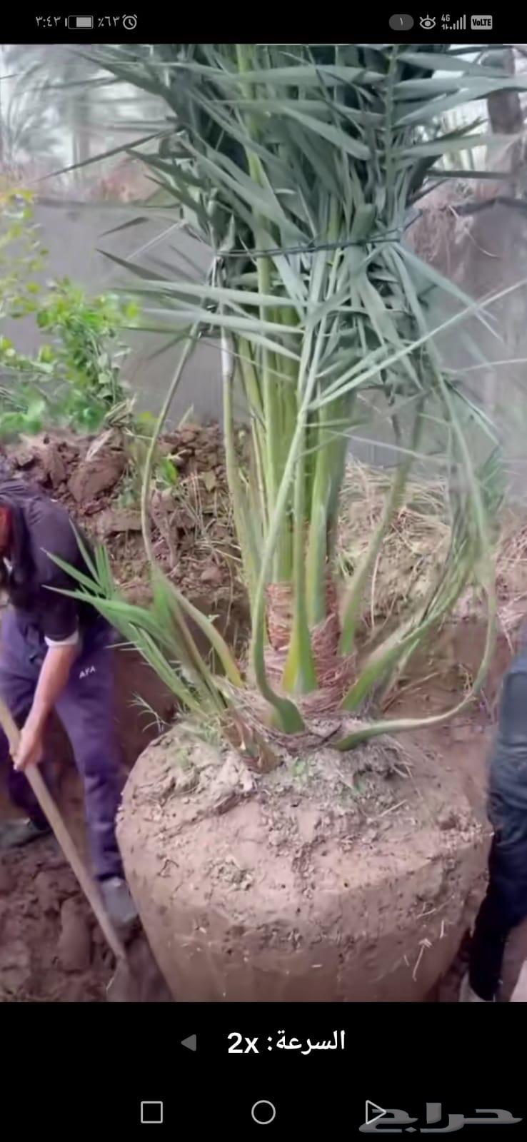 All date palm and tree work64205789684739110