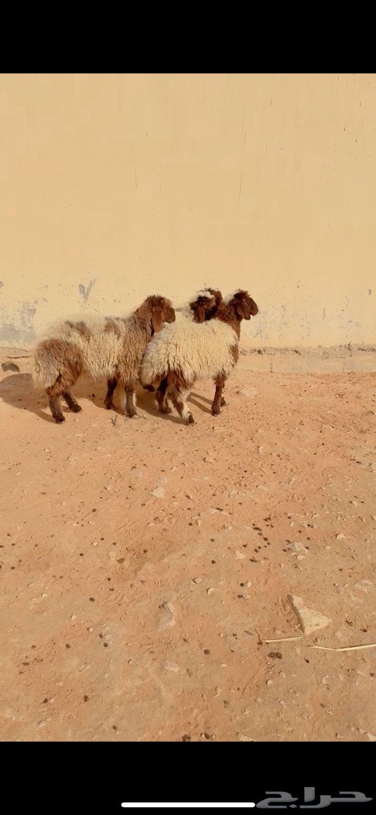 Slaughtered Na'im, Al-Riyadh, Al-Shifa District, Any Location We Deliver To, Remaining Two for 135064444244817667110