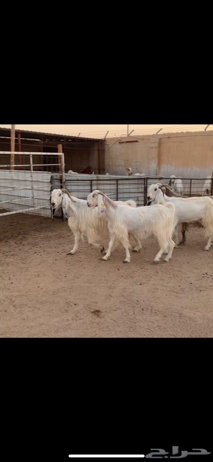 معزا دفيع ( تم البيع )64447891253251110