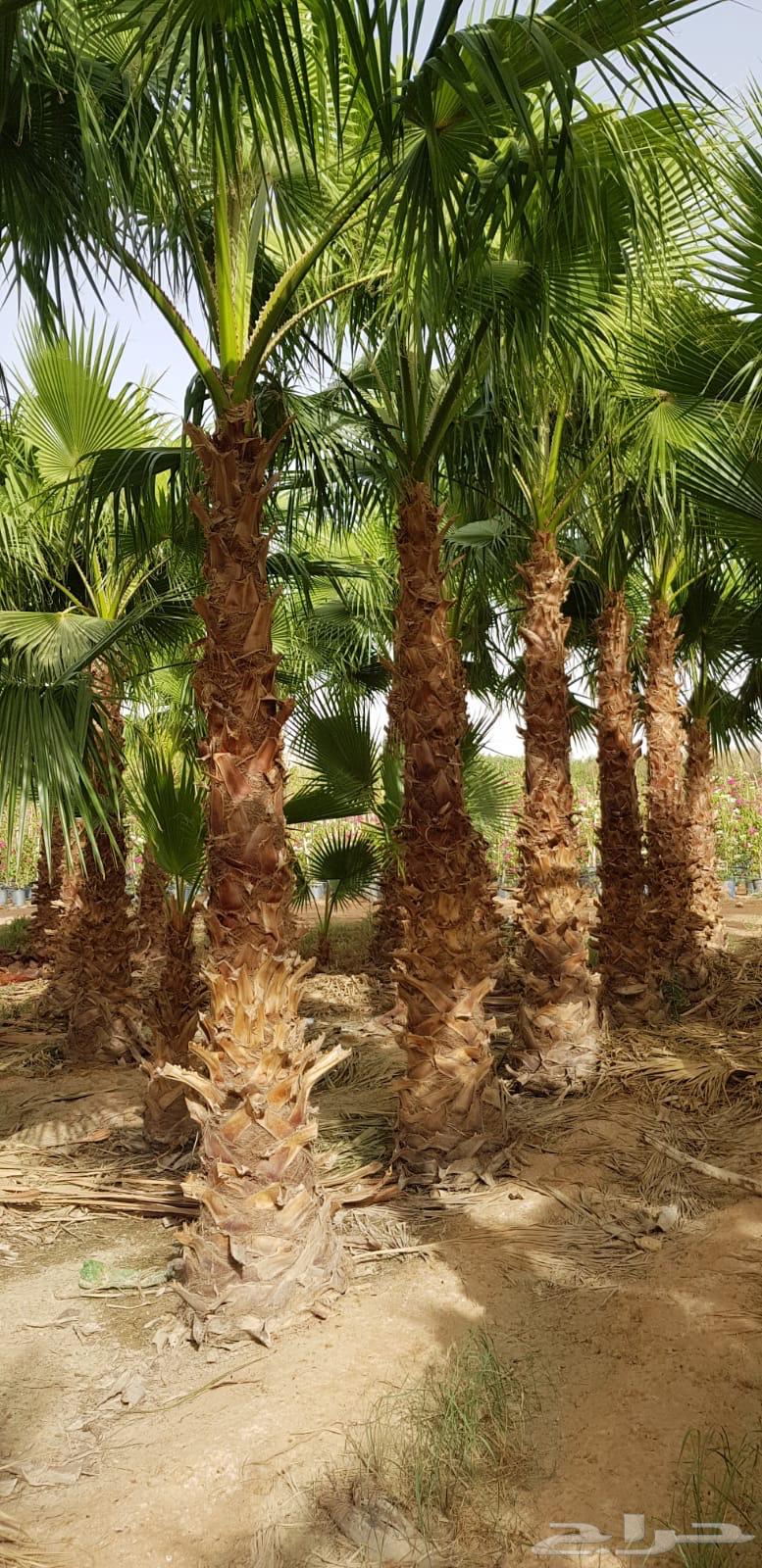 نخل واشنطوني64445119738241114