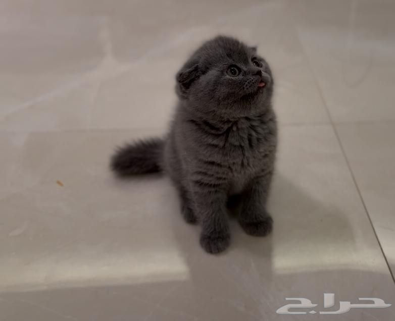 للبيع كيتن سكوتش فولد بلو64445933049859111