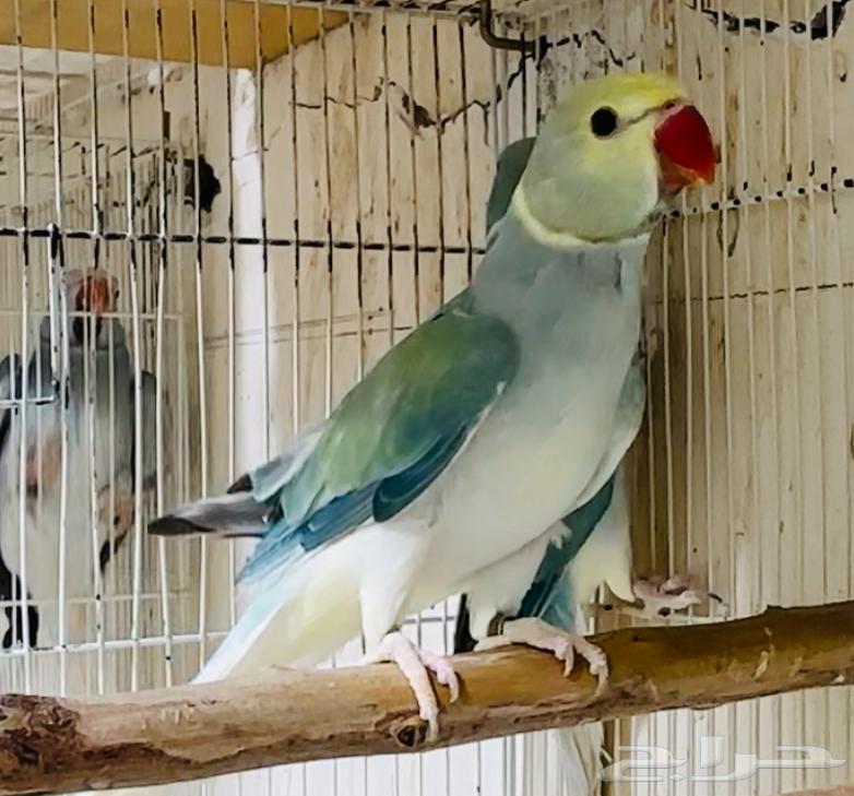 للبيع زوج دره بلو تركواز كلير تيل يلو هيد فاخر من الاخر64442979640066112