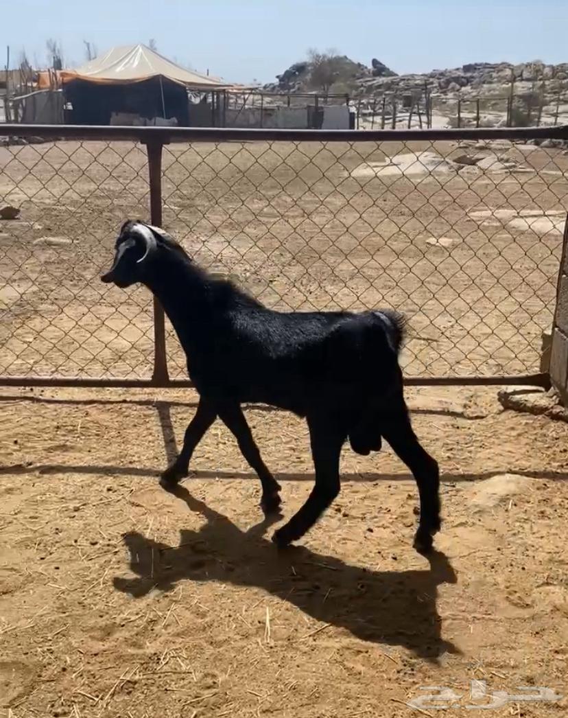 A 6-month-old goat, its meat is halal and pure, with good conditions64449007626753111