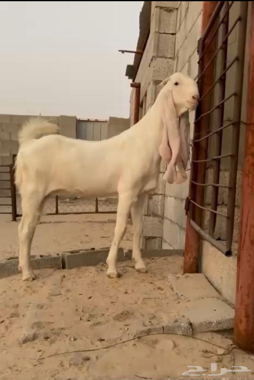 جفره مطوره برصا64444930499459114