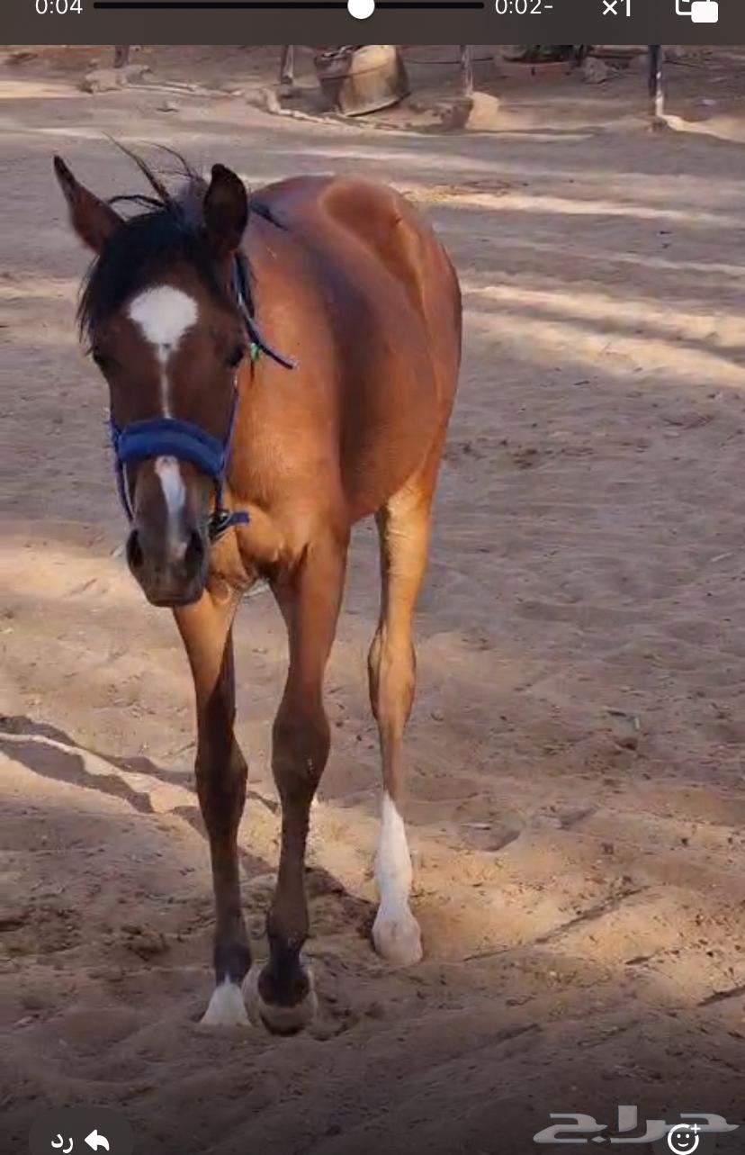 2 مهرتين عمرها سنه64444593505154110