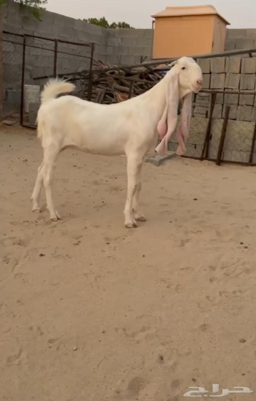 جفره مطوره برصا64444930499459112