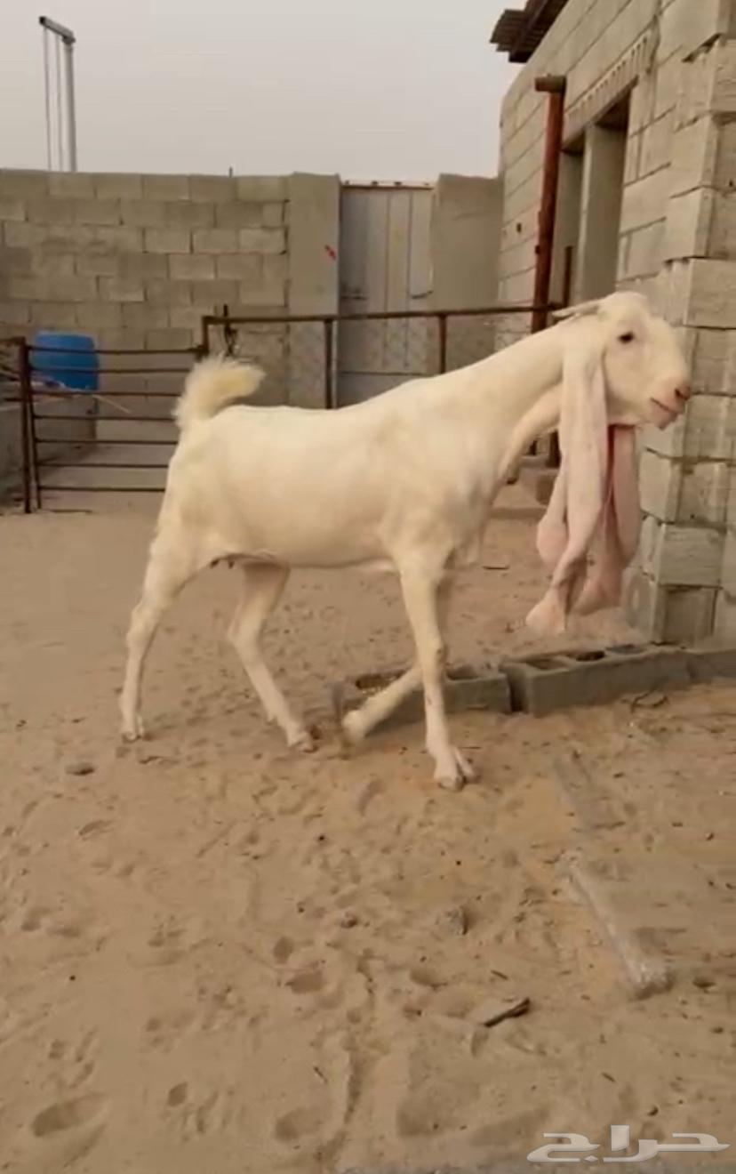 جفره مطوره برصا64444930499459111