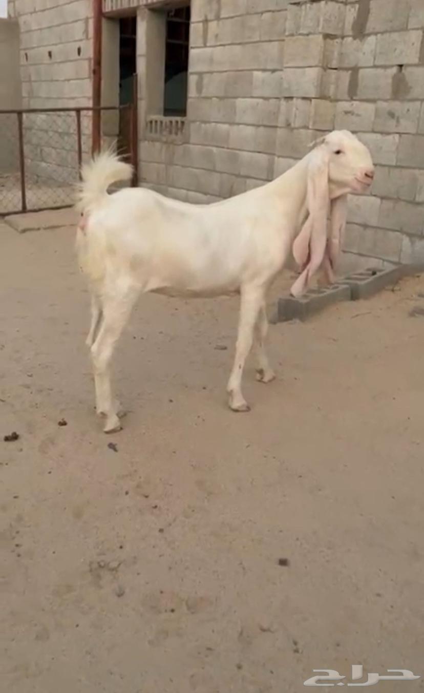 جفره مطوره برصا64444930499459113