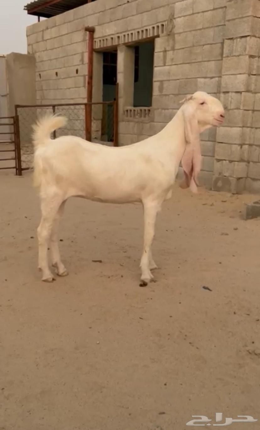 جفره مطوره برصا64444930499459110